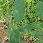 Desmodium tortuosum Leaf