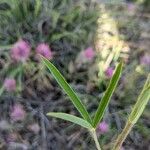 Trifolium purpureum ഇല