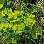 Euphorbia esula Φύλλο