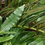 Blechnum marginatum