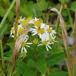 Doellingeria umbellata 花