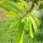 Annona squamosa Leaf