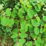 Apocynum androsaemifolium Leaf