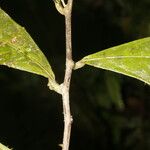 Adenophaedra grandifolia Bark