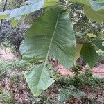 Magnolia macrophylla List