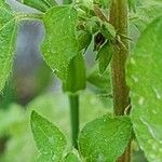 Parietaria debilis Fruto