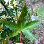 Acer oliverianum Leaf