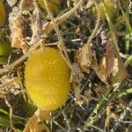 Cucumis dipsaceus Frucht