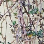 Drosanthemum floribundum പുറംതൊലി