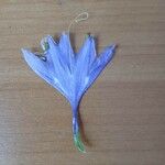 Cichorium endivia Floare