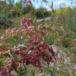 Atriplex hortensis Floare