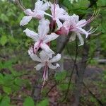 Rhododendron periclymenoides ᱵᱟᱦᱟ