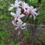 Rhododendron periclymenoides Blomma