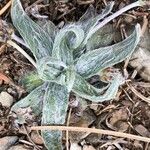 Plantago nivalis 葉