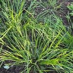 Carex blanda Leaf