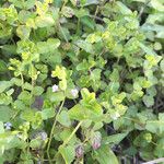 Clinopodium brownei Habit