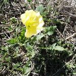 Oenothera triloba Hábito