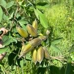 Crotalaria micans Vili