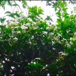 Jasminum noumeense ᱛᱟᱦᱮᱸ