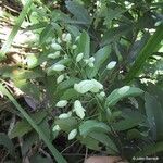 Oxera brevicalyx 整株植物