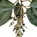 Miconia elata 果實
