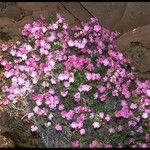 Phlox austromontana Flor