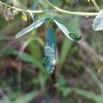 Melilotus altissimus Leaf