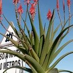 Aloe succotrina Leaf