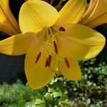 Lilium bulbiferum Blüte