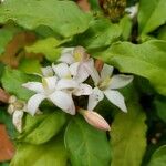 Mitriostigma axillare Flor