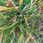 Carex pseudocyperus List