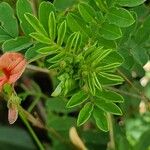 Indigofera brevicalyx Leaf