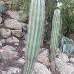 Pachycereus pringlei Leaf