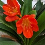 Clivia × cyrtanthiflora Flor