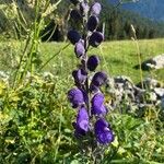 Aconitum napellus 花