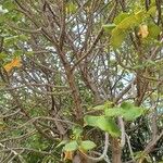 Euphorbia desmondii Bloem