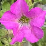 Petunia × atkinsiana Flor