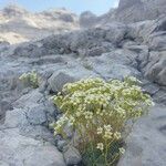 Saxifraga squarrosa Flower