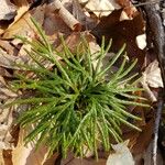 Lycopodium complanatum Blad