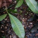 Pouteria bilocularis Лист