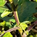 Solanum viarum Drugo