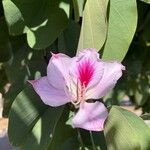 Bauhinia purpureaFlower