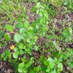 Ulmus parvifolia Leaf