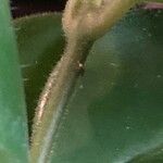 Aeschynanthus radicans Magamba