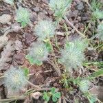 Trifolium cherleri Blodyn