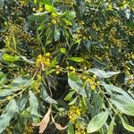 Acacia saligna Virág