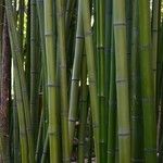 Phyllostachys bambusoides Bark