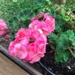 Pelargonium × hybridumFlower