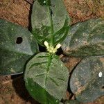 Hymenocoleus libericus Leaf