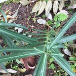 Euphorbia lathyris Blad
